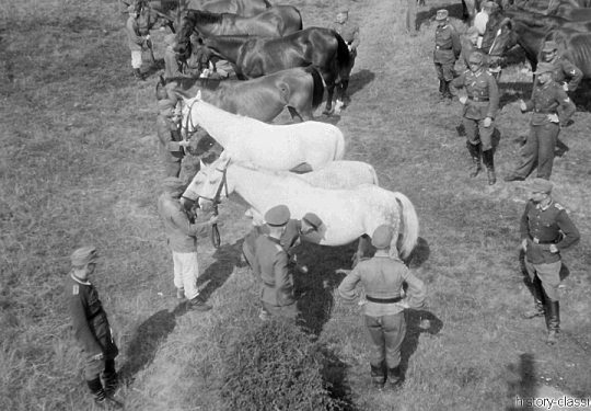 Wehrmacht Heer Armeepferde Pferdegespanne - Versorgung / Transport
